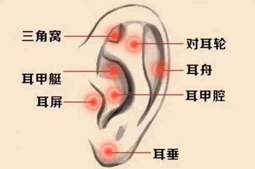 命最好的耳朵图片 命最好的耳朵图片长寿