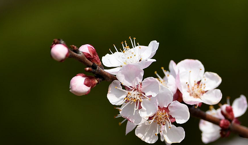 怎么看正缘桃花 怎么看正缘桃花运好不好